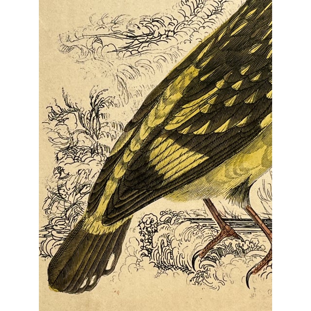 Antique Hand Colored Bird Print From England Showcasing a Pair of Horsfield’s Eurylaimes - Circa 1870 For Sale - Image 10 of 12