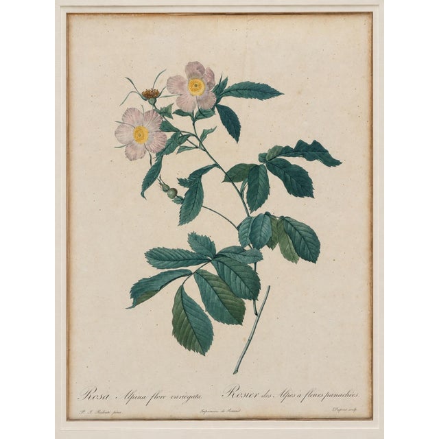 Early 19th Century Pair of Early 19th-Century French Rosa Alpina Color Stipple Engravings With Original Description Leaves — After Pierre-Joseph Redouté For Sale - Image 5 of 7