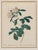 Early 19th Century Pair of Early 19th-Century French Rosa Alpina Color Stipple Engravings With Original Description Leaves — After Pierre-Joseph Redouté For Sale - Image 5 of 7