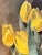 Herbert Theurillat, Yellow Tulips, Oil on Canvas For Sale - Image 6 of 15