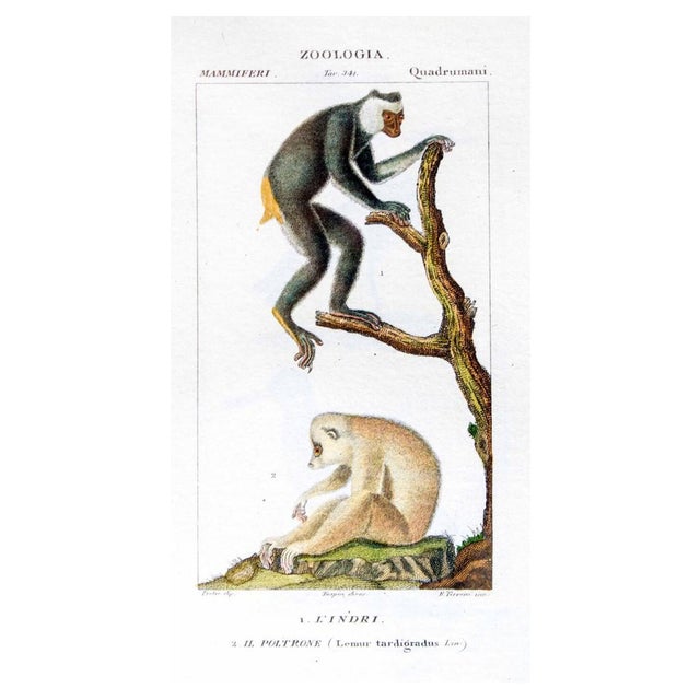 Pierre Jean François Turpin, Quadrumanous, Plate 341, Etching, 1831 For Sale