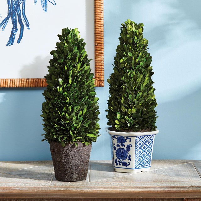 Early 21st Century Boxwood Cone Topiary Drop-In 16" For Sale - Image 5 of 5