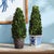 Early 21st Century Boxwood Cone Topiary Drop-In 16" For Sale - Image 5 of 5