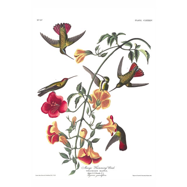 Mango Hummingbird, Museum Style Audubon Bird Print, 40" X 60" For Sale