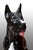 : Polychrome porcelain sculpture depicting a seated Great Dane, dating back to the early 1970s. The dog is depicted...