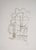 Man Ray, Dream Flowers: Hélène, 1969, Original Etching For Sale - Image 3 of 6