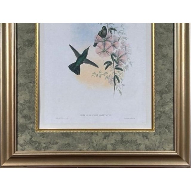 Antique Nineteenth Century John Gould Hummingbird Framed Fine Art Hand Colored Lithograph For Sale - Image 4 of 13