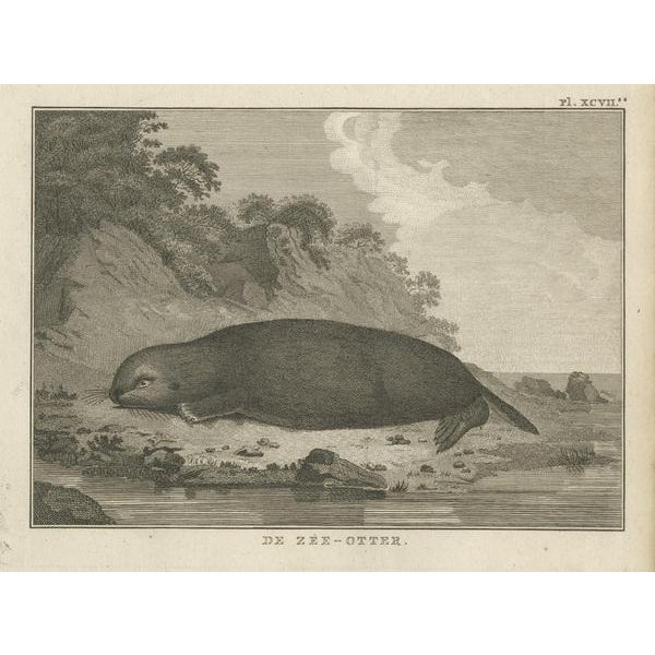 Early 19th Century J. Cook, Sea Otter, 1803 For Sale - Image 5 of 6