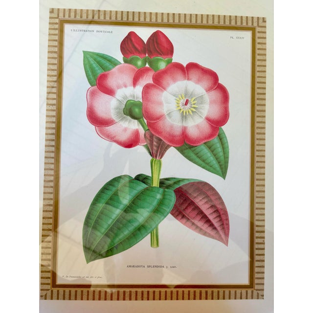 Illustration Set of 4 Framed Antique French Chromolithographs From L’Illustration Horticole by Jean Linden For Sale - Image 3 of 12