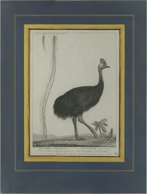Miger, Illustration of a Cassowary Bird, 1808, Print
