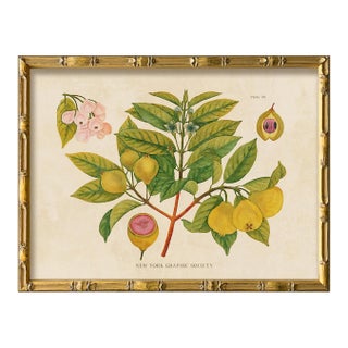 Reproduction Giclee Print of Vintage Fruit & Flowers (2) Art Print, Framed For Sale