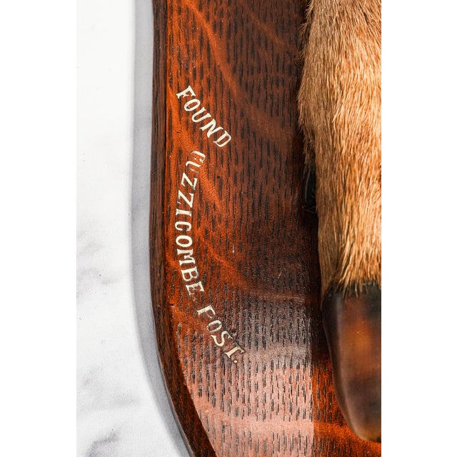 Nice Deer Hoof Wood Shield Mounted Antique English Taxidermy Hunting Trophy For Sale - Image 4 of 14
