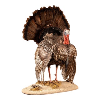 Full-Body Wild Turkey Taxidermy Mount in Strutting Display For Sale