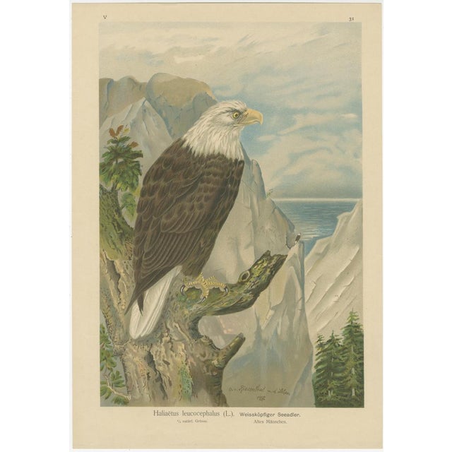 Paper Birds of Prey, Eagles & Falcons, 1890s, Chromolithographs, Set of 10 For Sale - Image 7 of 13
