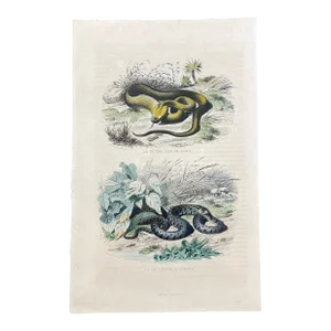 French Antique 18th Century "La Vipere Fer De Lance" Snake Engraving Hand Colored Signed Artwork