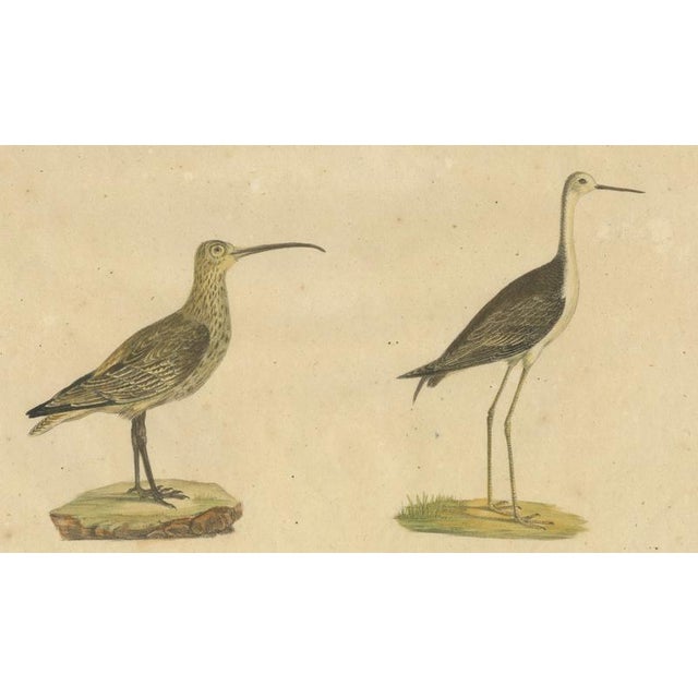 Paper Brodtmann, Shorebirds, Jacana & Water Rail Pair, Hand-Colored Lithographs, 1816, Set of 2 For Sale - Image 7 of 12