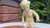 Porcelain Boy with Goose Figurine from Schaubach Kunst, 1950s For Sale - Image 3 of 11