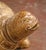 French Terracotta Turtle Sculpture With Aged Patinated Finish For Sale - Image 4 of 11