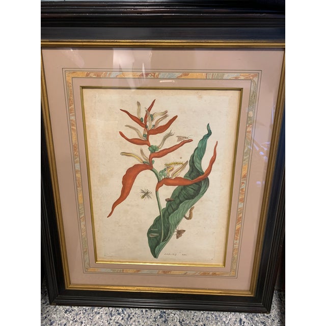 Green Early 18th Century Maria Sibylla Merian Insects of Surinam Hand-Colored Copper-Plate Engravings, Framed - Set of 8 For Sale - Image 8 of 13