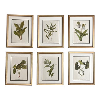 Vintage Botanicals Set of 6- Authentic 1953 Prints For Sale