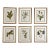 Vintage Botanicals Set of 6- Authentic 1953 Prints For Sale