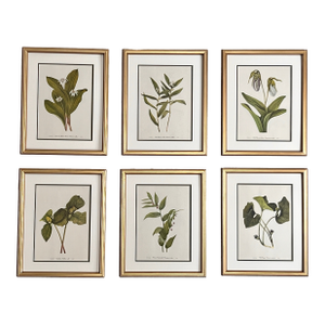 Vintage Botanicals Set of 6- Authentic 1953 Prints