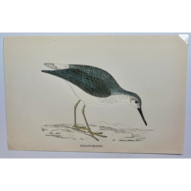 Antique Bird Print From England Showcasing a Yellow Shanks - Circa 1888. Print measures 7 3/8” W x 4 3/4” T Attached to an...
