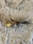 Antique Partridge Christmas Ornament For Sale - Image 4 of 5