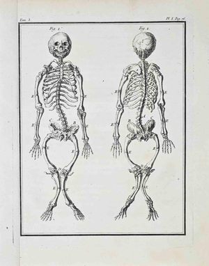 Jacques de Seve, Anatomical Studies, Etching, 1771