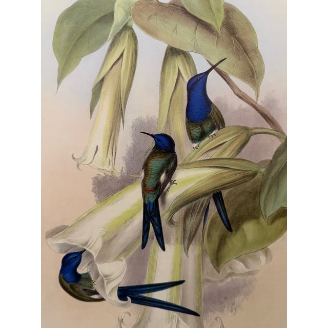 Traditional 1990s Framed Print, Swallow-Tail Hummingbird (Plate 42- Hill House Edition) Reproduction Print After John Gould For Sale - Image 3 of 9
