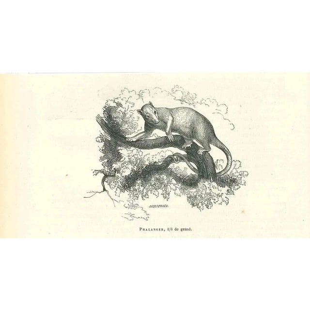 Phalanger is an original lithograph on ivory-colored paper, realized by Paul Gervais (1816-1879). The artwork is from The...