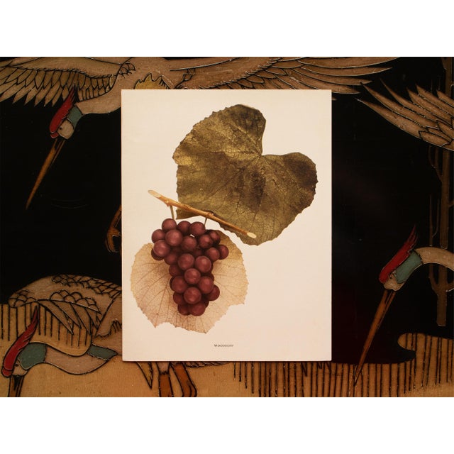 1900s U. P. Hedrick, Original Antique Photogravure of Woodruff Grapes For Sale In Dallas - Image 6 of 7