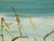 Textile Maya Eventov Blanket of Beauty Oil Flower Canvas With Beautiful Custom Frame Me012209-17 For Sale - Image 7 of 13