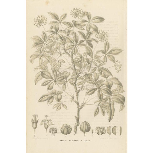 J. Gaÿkema, Aralia Pentaphylla Shrub with Flower and Fruit Details, 1858, Lithograph For Sale - Image 9 of 9