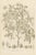 J. Gaÿkema, Aralia Pentaphylla Shrub with Flower and Fruit Details, 1858, Lithograph For Sale - Image 9 of 9