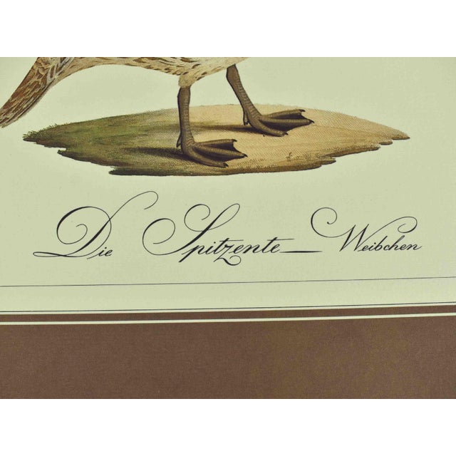 Brown Mid 20th Century German Naturalist Illustration j.c. Susemihl Frogs and Pintail Duck Prints - Set of 3 For Sale - Image 8 of 11