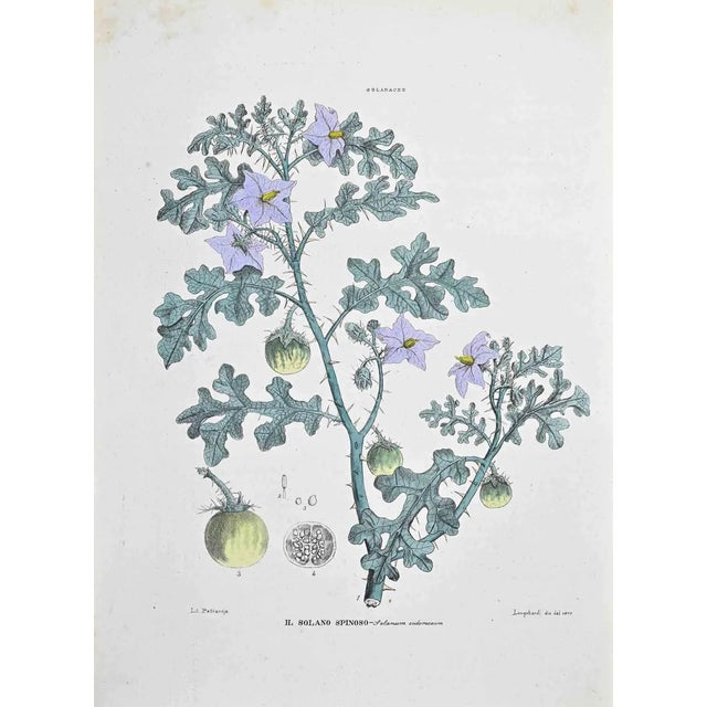 Vincenzo Tenore, The Thorny Solanum, Lithograph, 1870s For Sale