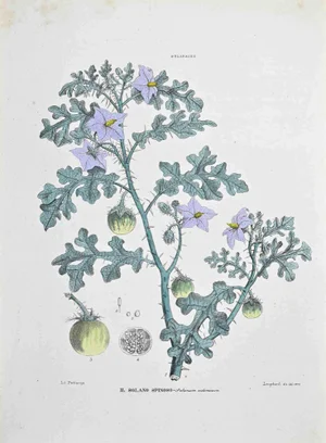 Vincenzo Tenore, The Thorny Solanum, Lithograph, 1870s