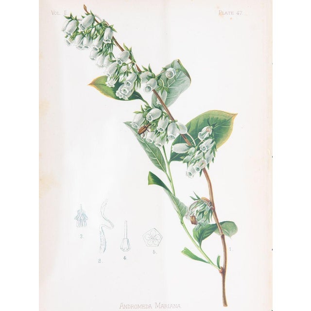 A color print of a Staggerbush on paper. This print captures the essence of the native to the US blooming plant of the...