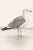 Not Yet Made - Made To Order Coastal Seagull Study, Neutral Bird Wall Art Print, 24″ × 36″ Reproduction For Sale - Image 5 of 10