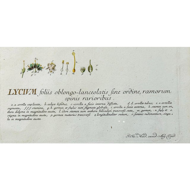 Sculpture Materials 19th C. Hand Colored Engraving Botanical For Sale - Image 7 of 11