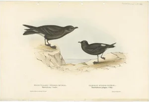 Gould, Storm Petrels, 1832, Paper