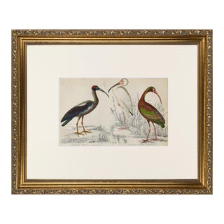 19th Century English Hand Colored Shore Bird Engraving by Goldsmith For Sale
