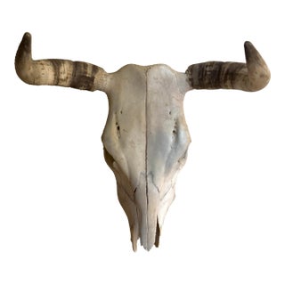 Vintage Mexican Natural Cattle Skull With Horns Southwestern Wall Decor For Sale