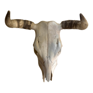 Vintage Mexican Natural Cattle Skull With Horns Southwestern Wall Decor