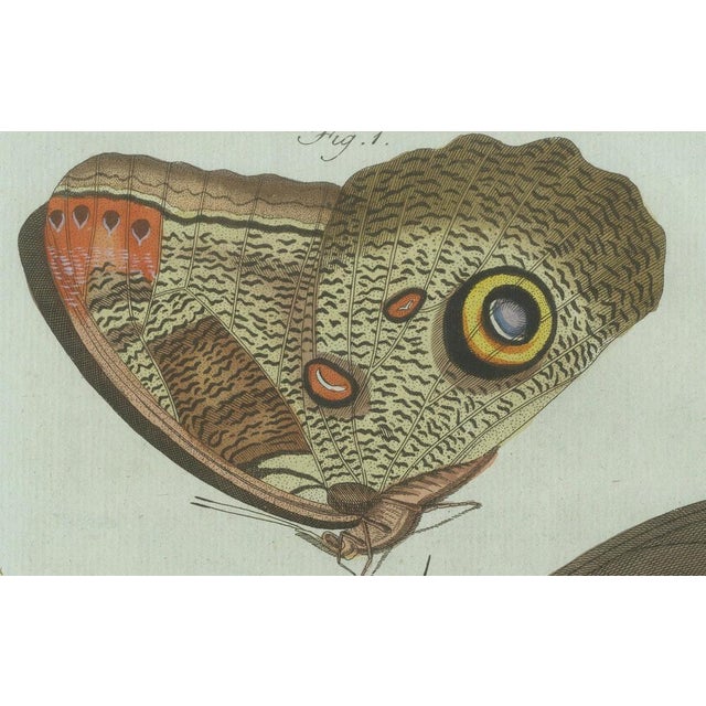 Early 19th Century Bertuch, Two Exotic Butterflies, C. 1800, Engraving For Sale - Image 5 of 9