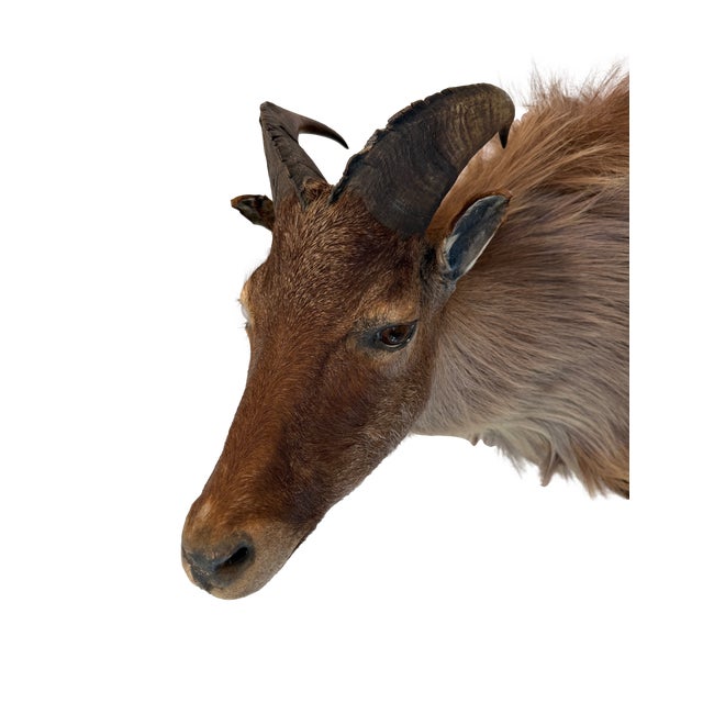 Cabin Himalayan Tahr Taxidermy Shoulder Mount For Sale - Image 3 of 8