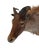 Cabin Himalayan Tahr Taxidermy Shoulder Mount For Sale - Image 3 of 8