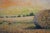 Everwyn, Impressionist Wheat Field Landscape, Oil Painting, Framed For Sale - Image 12 of 15