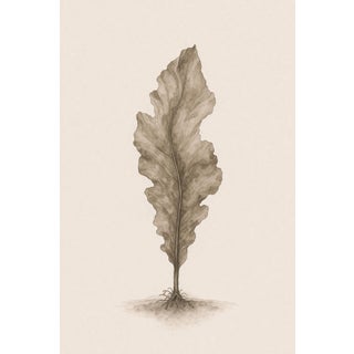 Coastal Seaweed Study Iii, Minimalist Botanical Art Print, 24" × 36" Reproduction For Sale